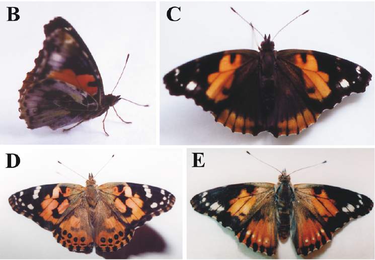 Vanessa cardui Cold Shock2 (Internet Image property of respective owner, non-commercial use only)